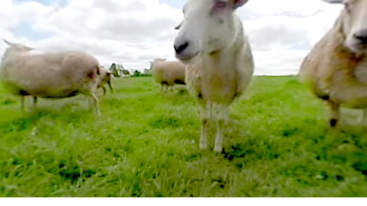 virtual sheep farm tour